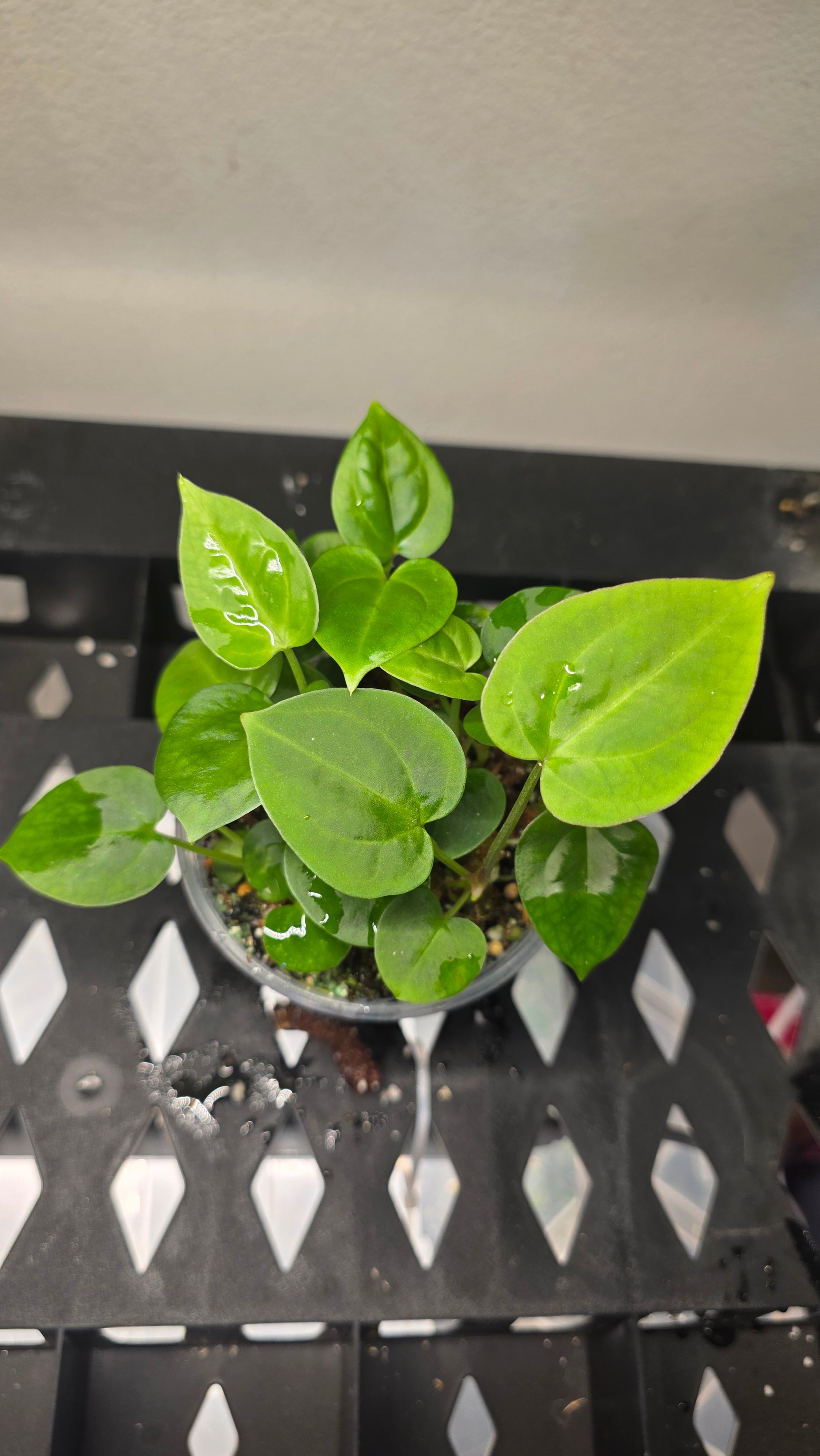 SKG Silver x (Carla x Splendidum) — plant photo