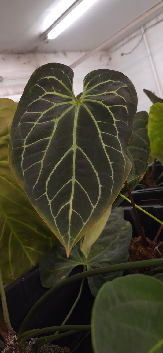 Anthurium (Tim's Long x Dark Crystal) x Blue Velvet