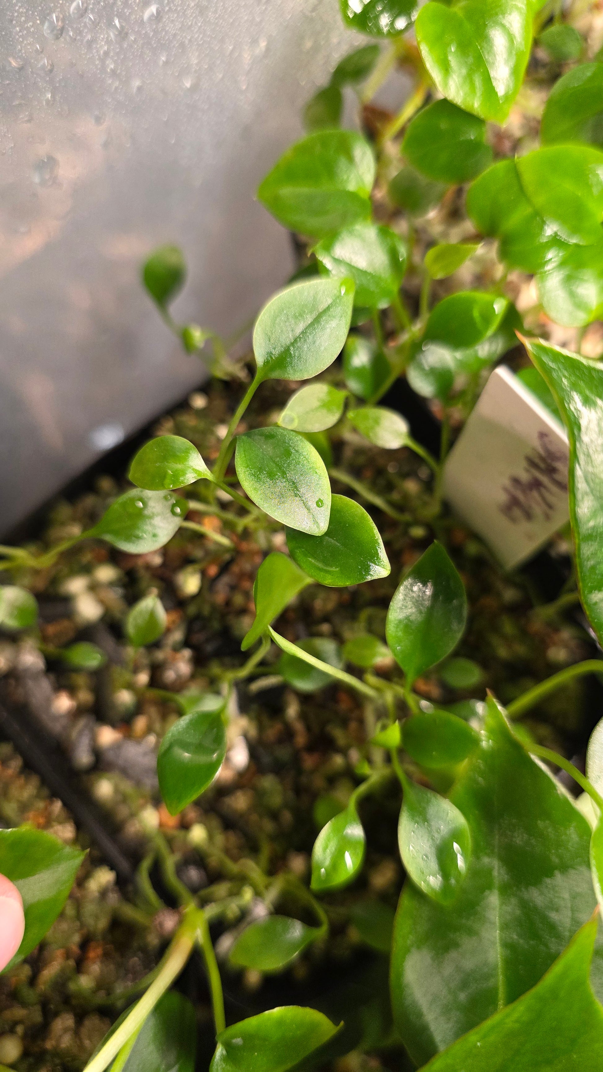 Bakeri — plant photo