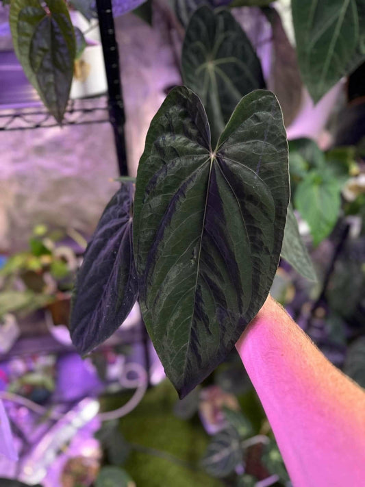 Anthurium RG DressX x The Great Wave
