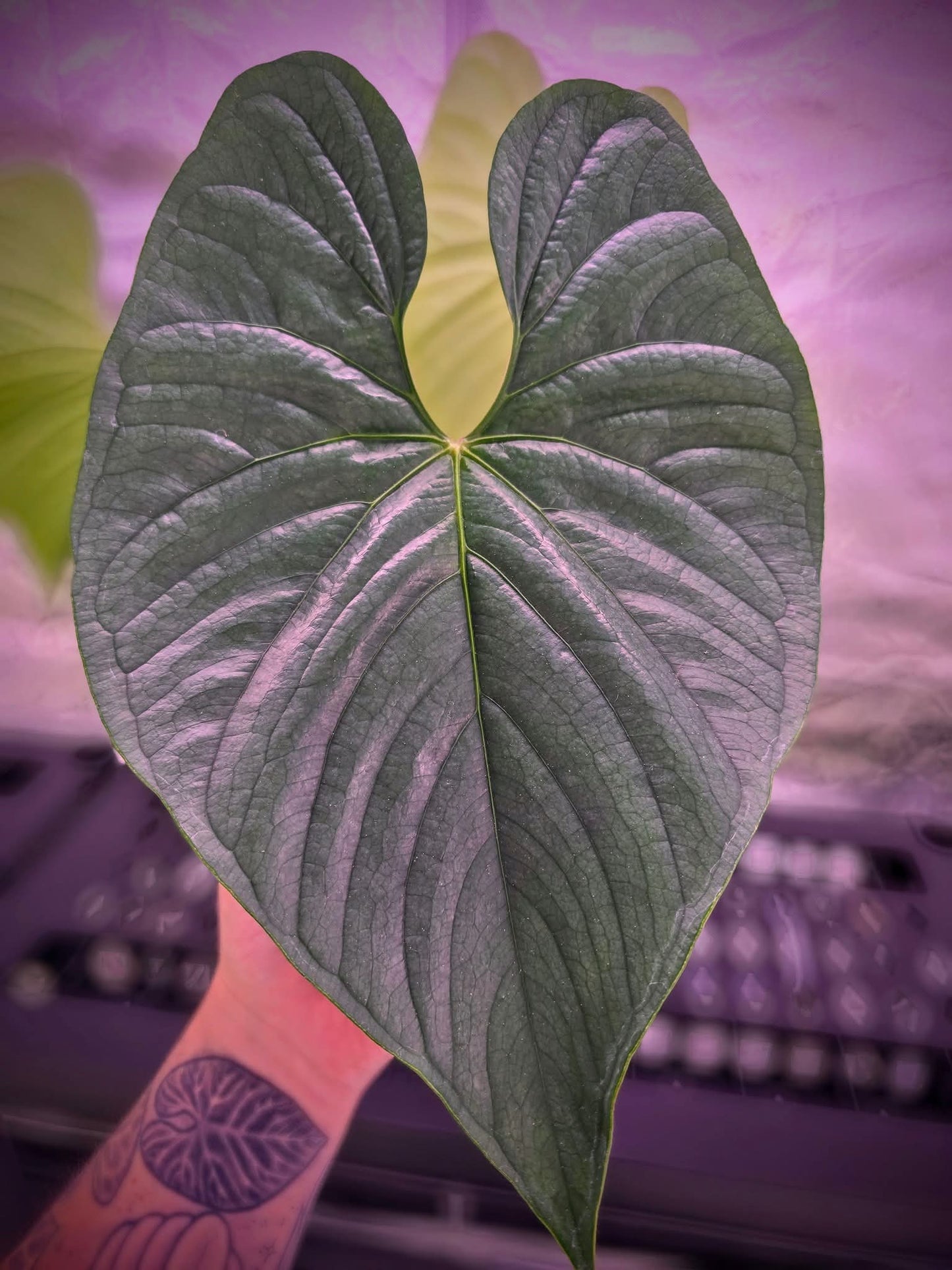 (Dark and Handsome x Red Velvet Cake) x Sp. Silver Peru