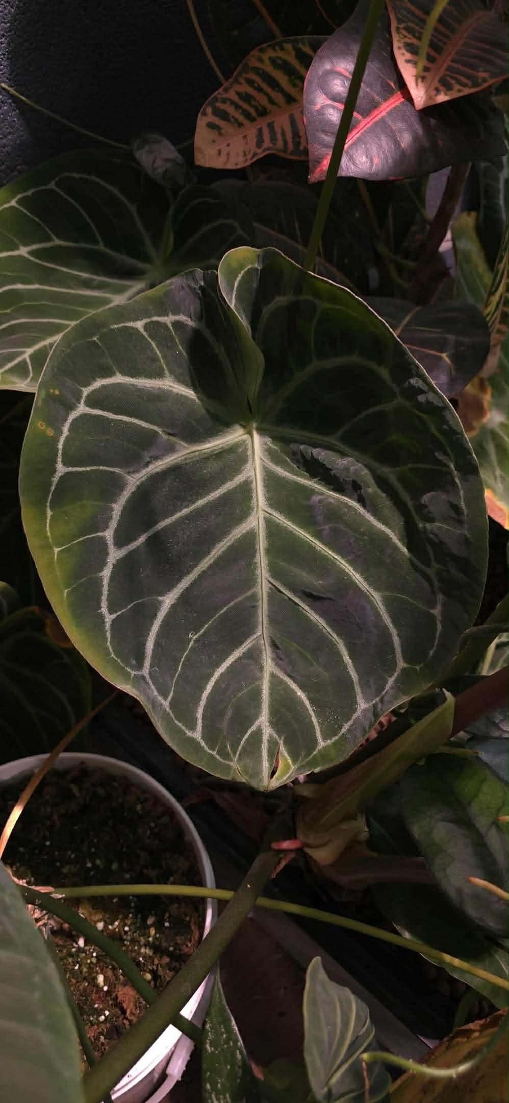 Anthurium Blue Steel x Pink Lemonade