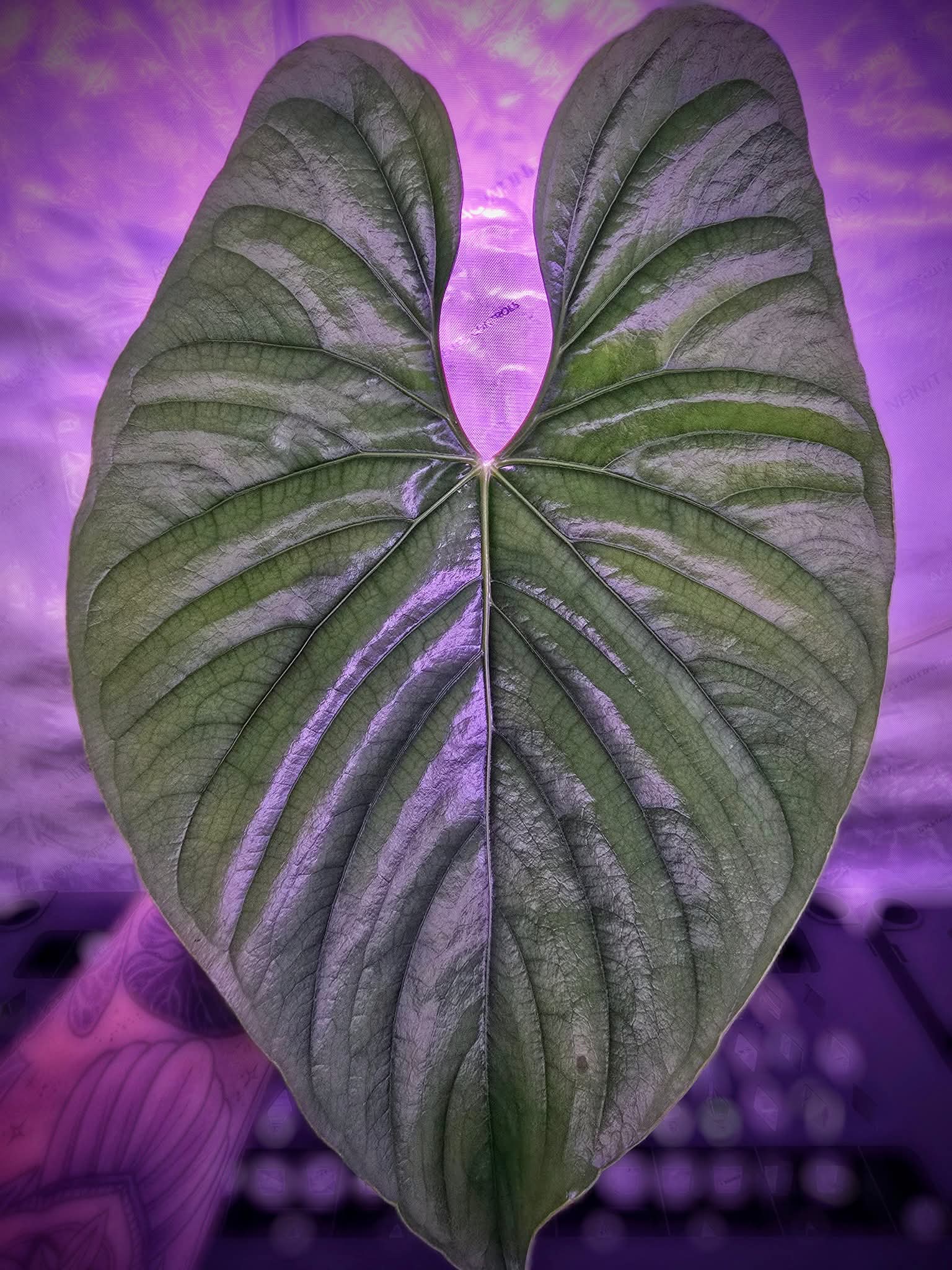 (Dark and Handsome x Red Velvet Cake) x Sp. Silver Peru