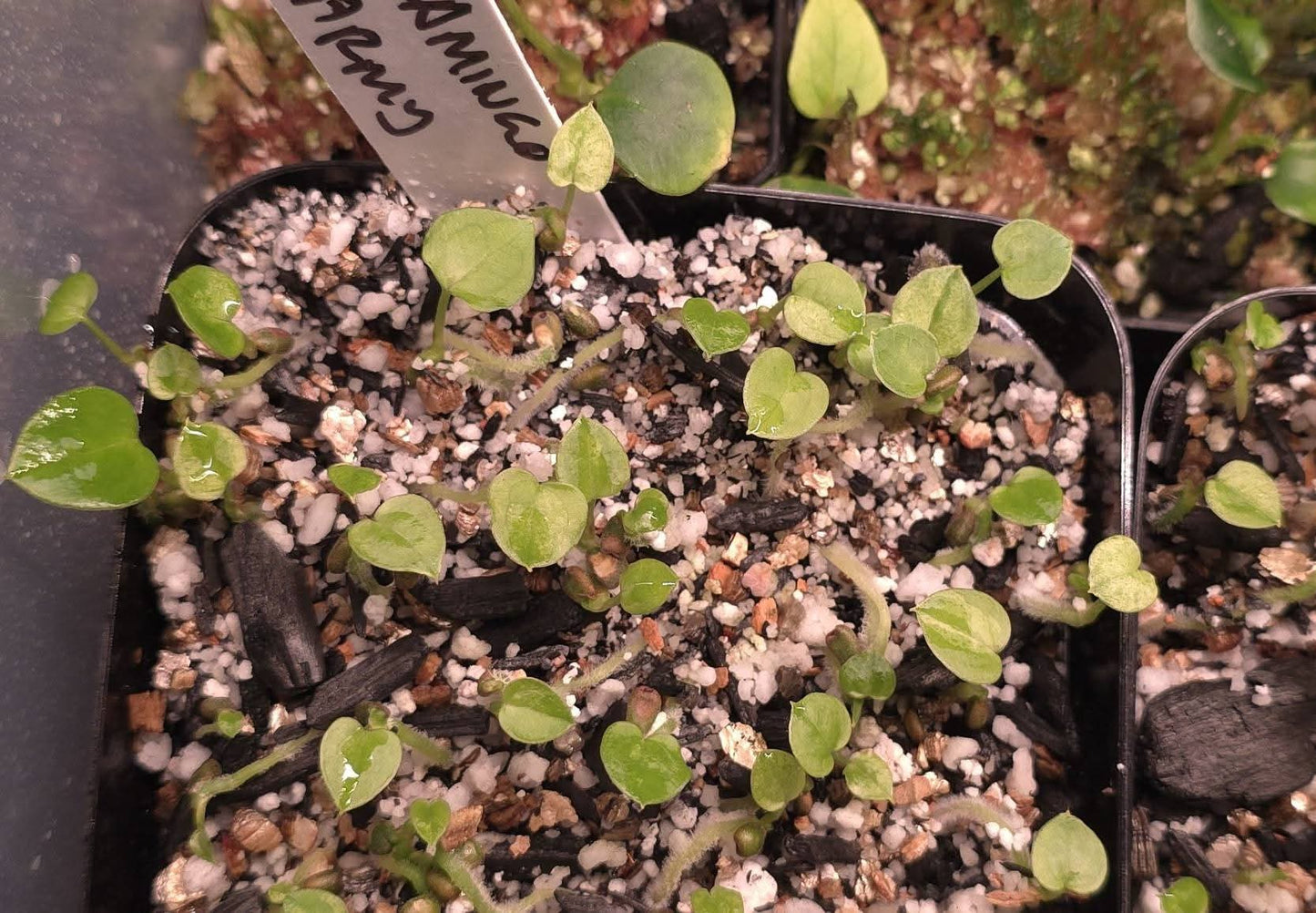 Variegated Flaming Flamingo Army — plant photo