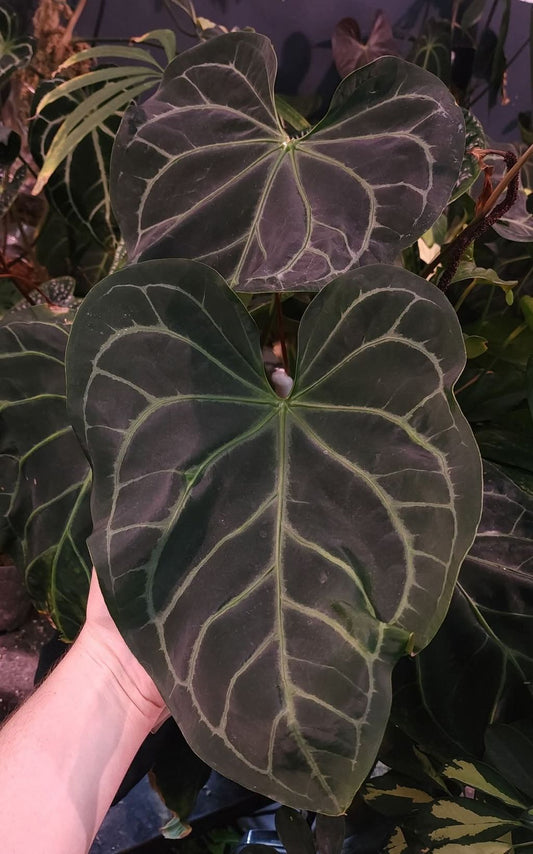 Nightshade Niteshade x Blue Velvet
