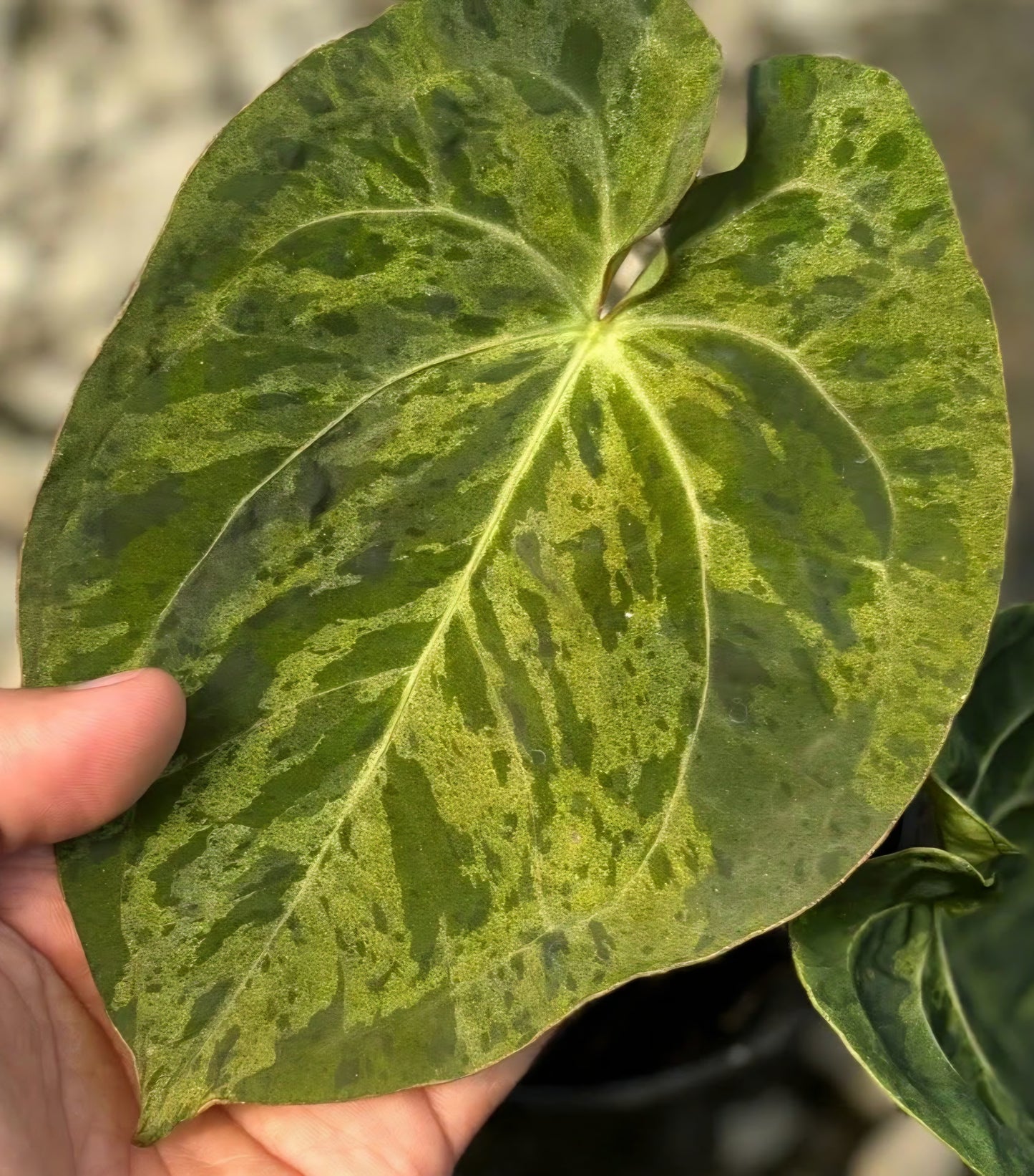 Variegated Flaming Flamingo Army
