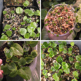Add-On: Mystery Seedling ($25–$50 Value)