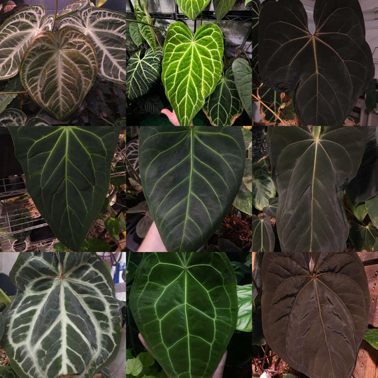 Nine anthurium crosses from Bowtie Plant Co.