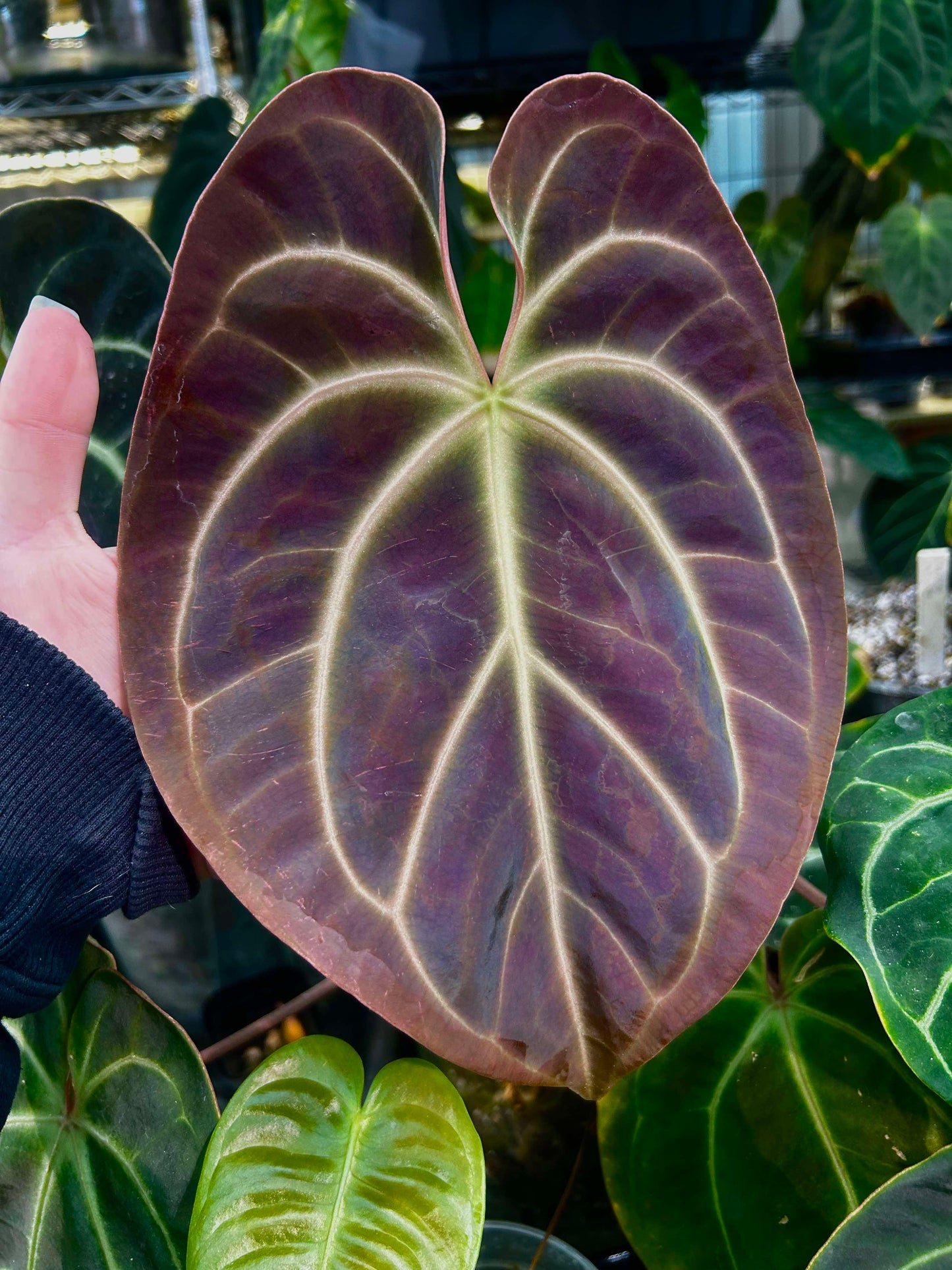 ((AOS x Forgetii) x Coralia) x Bowtie Bess (Formally Rainbow Bess)