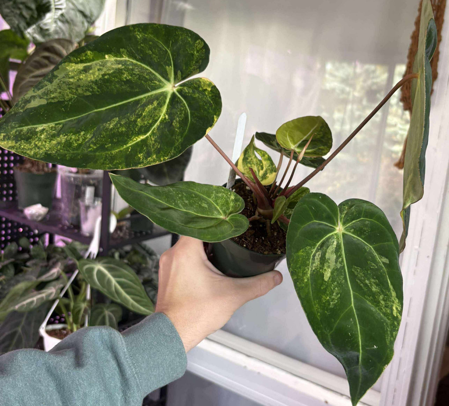 Anthurium (AOS DF x BVEP) x Variegated (Carla x Var. Pap)