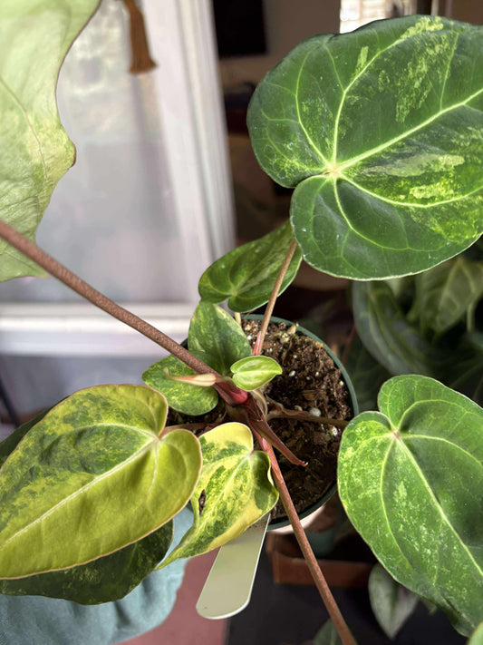 Anthurium (AOS DF x BVEP) x Variegated (Carla x Var. Pap)