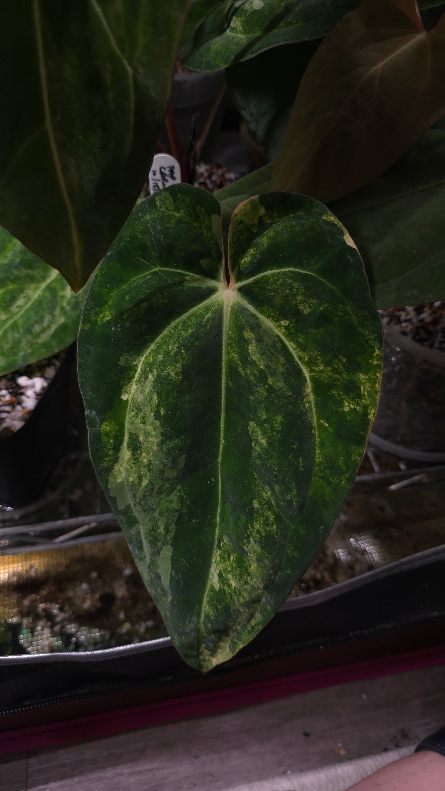 Anthurium (AOS DF x BVEP) x Variegated (Carla x Var. Pap)