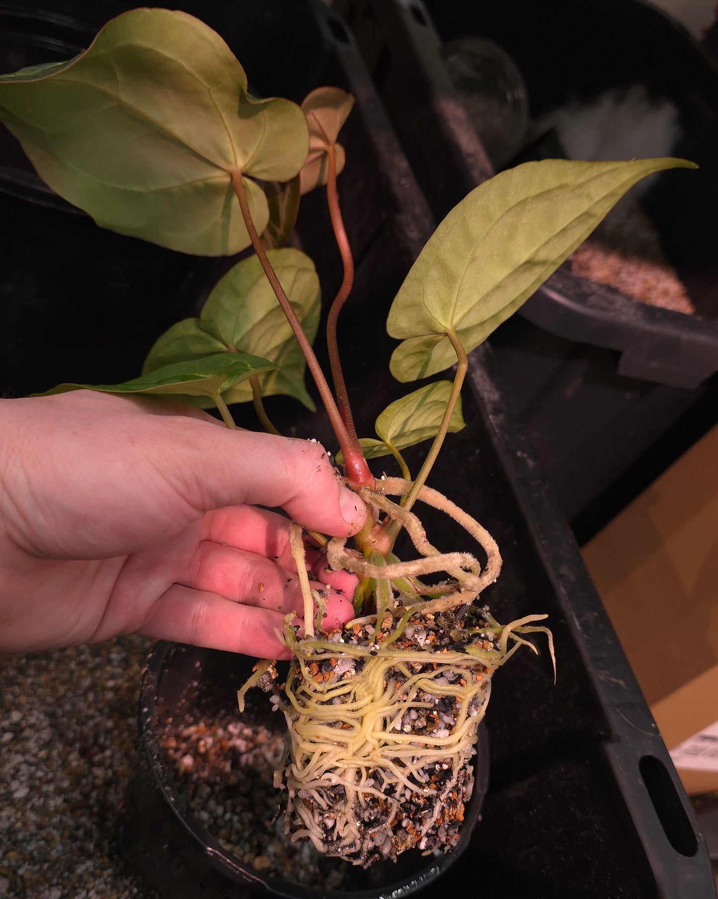 The Dirty Bowtie™ Semi-Hydro Plant Substrate — Pon Alternative (Wick Optional)