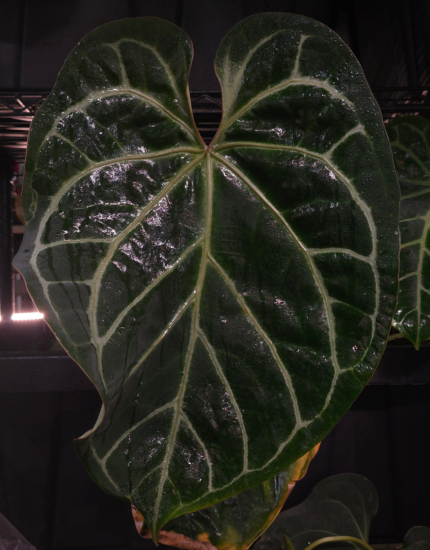 Anthurium (Pink Lemonade x (Black Widow x Michelle)) F2