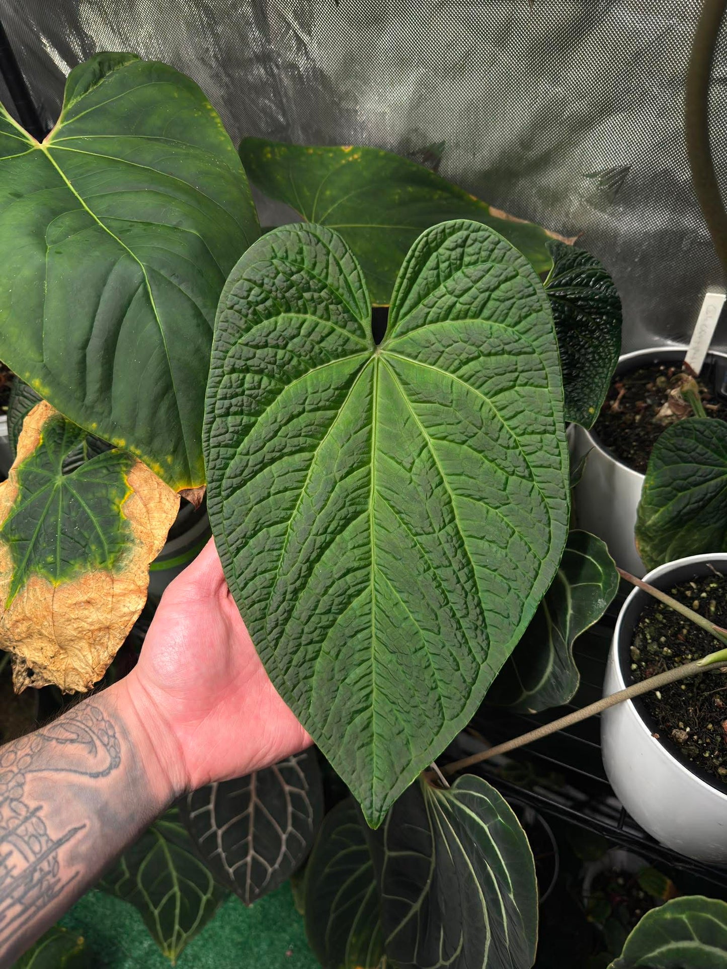 The Dirty Bowtie™ Semi-Hydro Plant Substrate — Pon Alternative (Wick Optional)