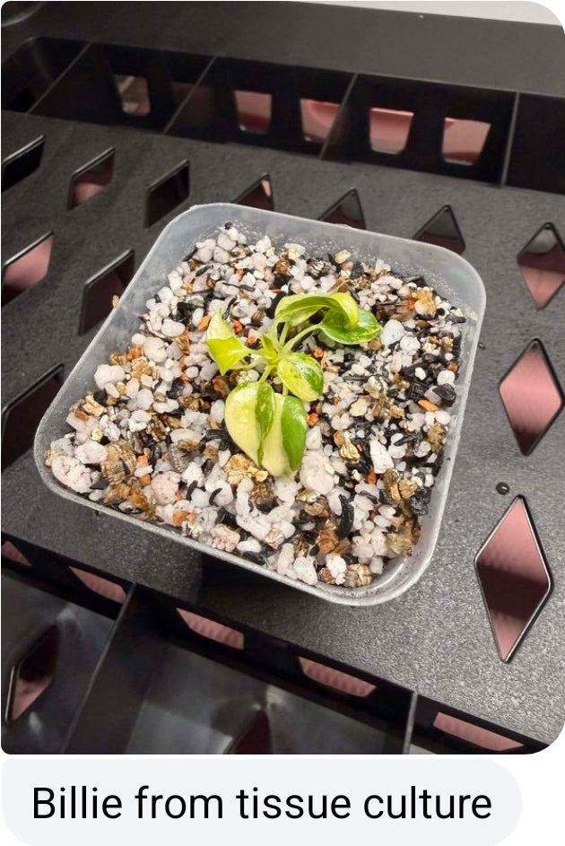 The Dirty Bowtie™ Semi-Hydro Plant Substrate — Pon Alternative (Wick Optional)