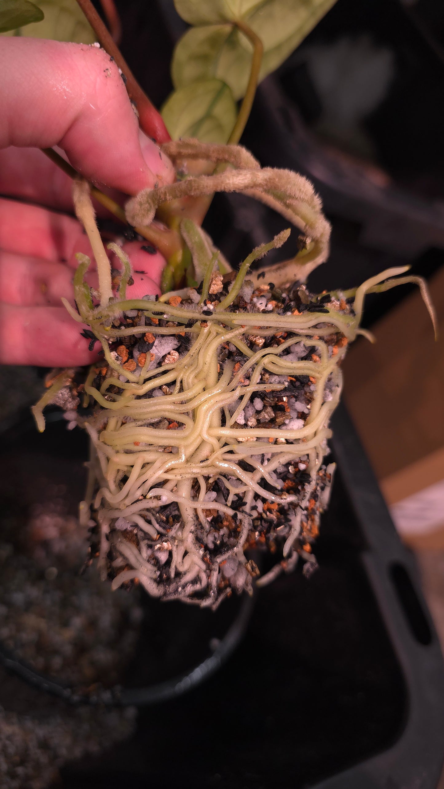 The Dirty Bowtie™ Semi-Hydro Plant Substrate — Pon Alternative (Wick Optional)