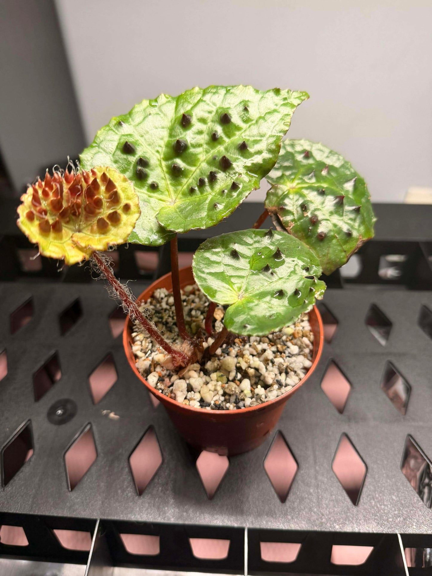 The Dirty Bowtie™ Semi-Hydro Plant Substrate — Pon Alternative (Wick Optional)