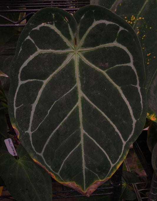 Anthurium (Pink Lemonade x (Black Widow x Michelle)) F2
