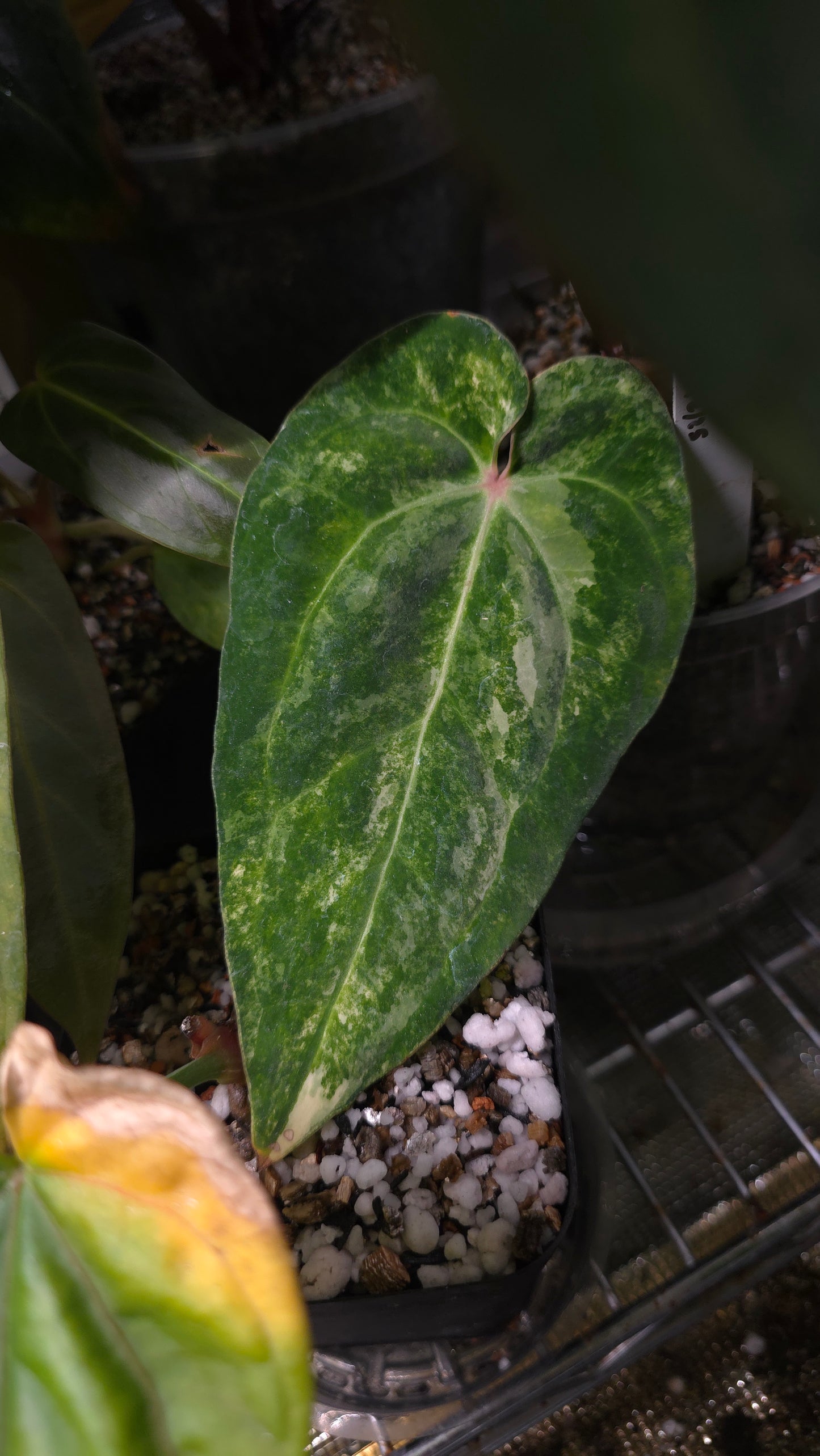 Anthurium (AOS DF x BVEP) x Variegated (Carla x Var. Pap)