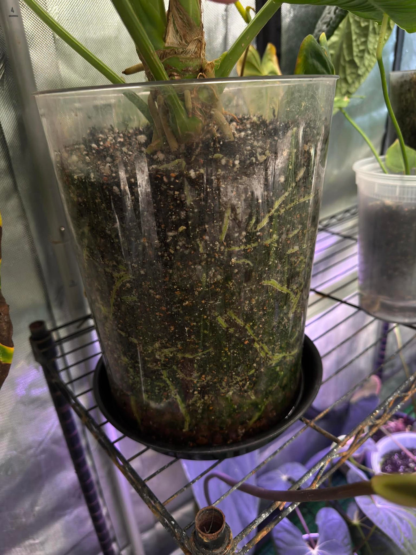 The Dirty Bowtie™ Semi-Hydro Plant Substrate — Pon Alternative (Wick Optional)