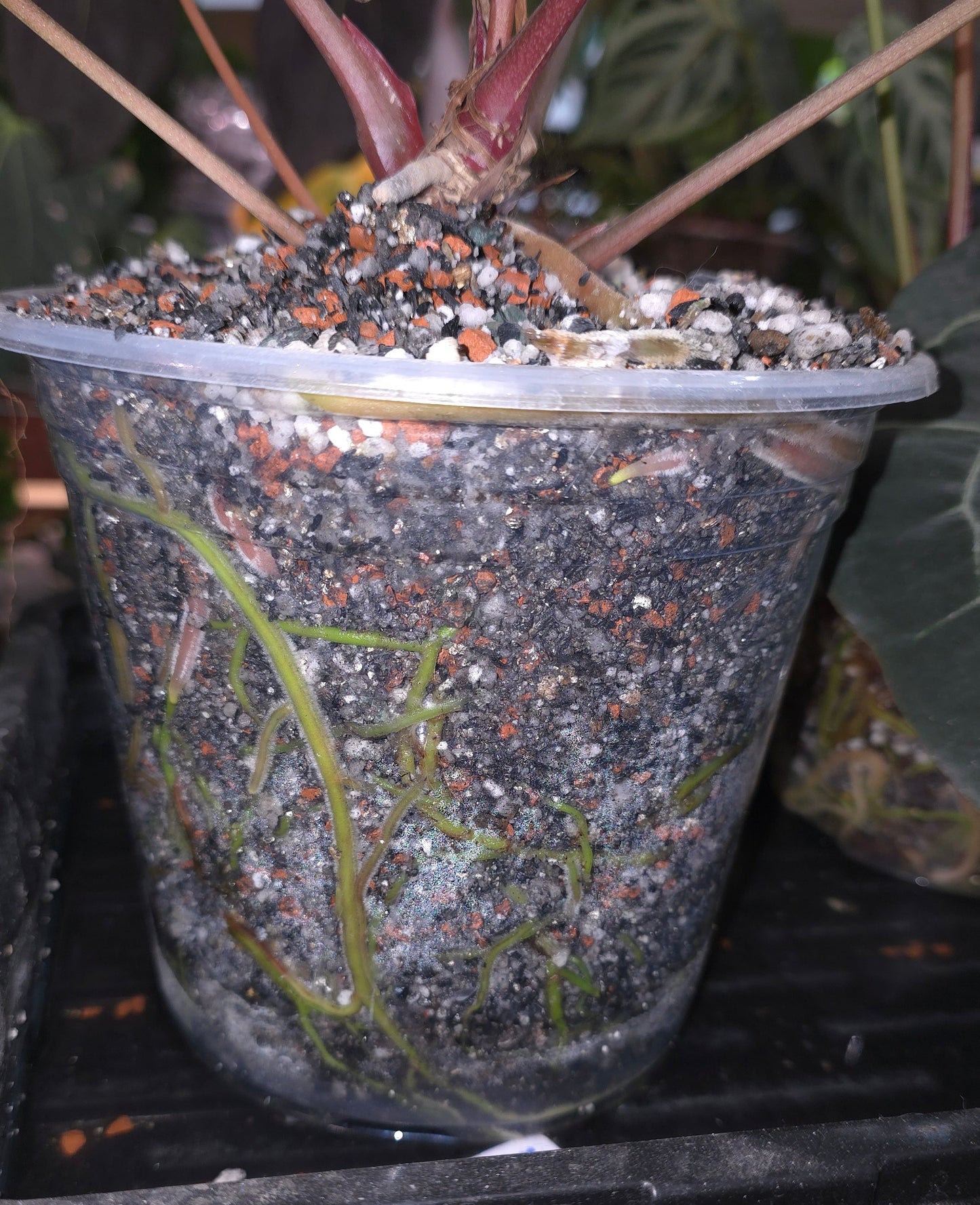 The Dirty Bowtie™ Semi-Hydro Plant Substrate — Pon Alternative (Wick Optional)