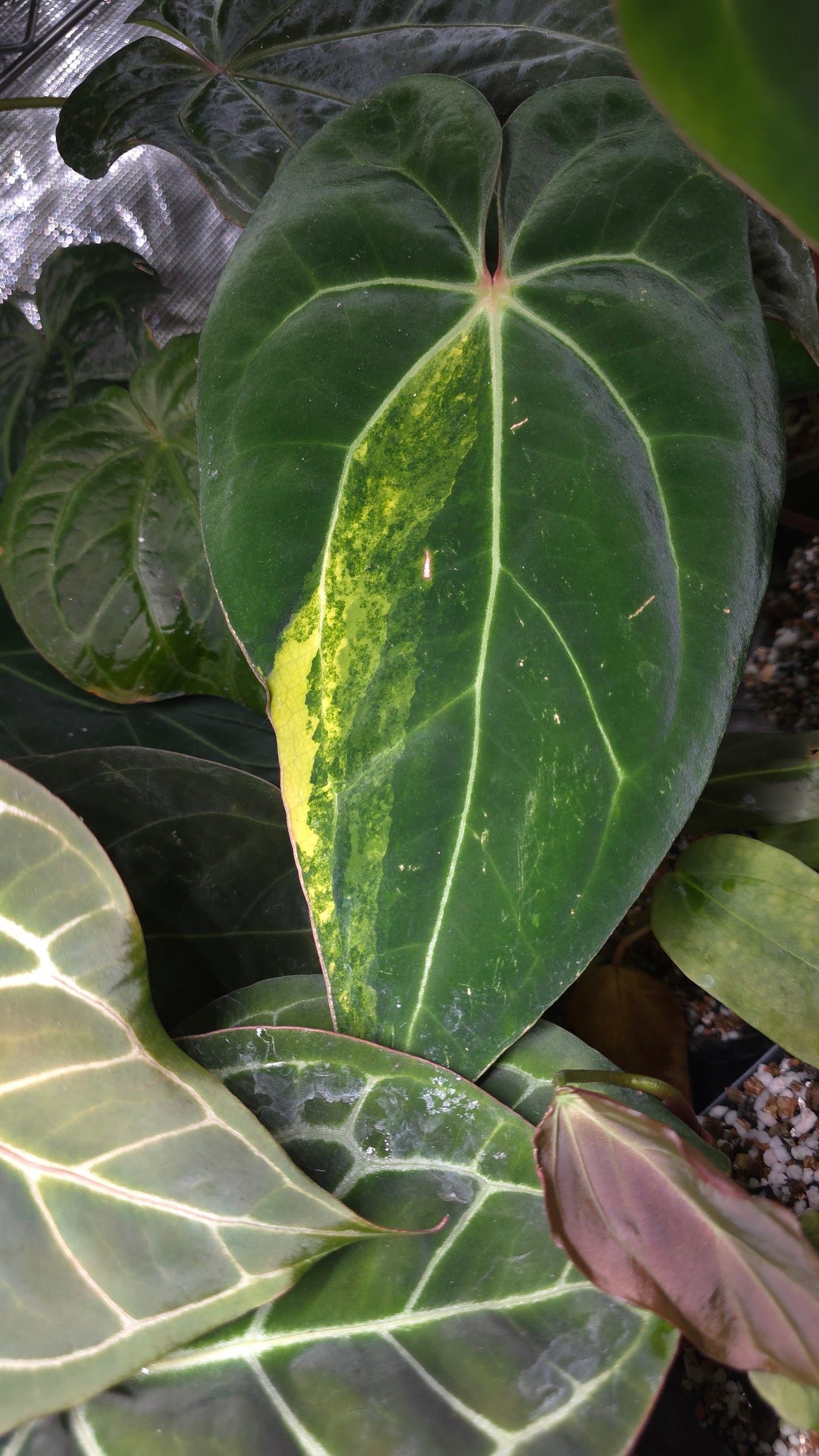Anthurium (AOS DF x BVEP) x Variegated (Carla x Var. Pap)